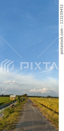 Rice farming on the edge of the mountain and beautiful roads with beautiful clouds in the afternoon and evening Rice farming on the edge of the mountain and beautiful roads with beautiful clouds in the afternoon and evening 113239452