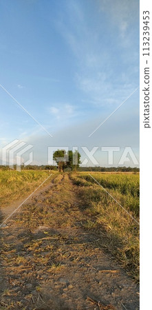 Rice farming on the edge of the mountain and beautiful roads with beautiful clouds in the afternoon and evening 113239453