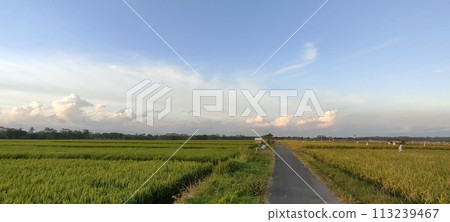 Rice farming on the edge of the mountain and beautiful roads with beautiful clouds in the afternoon and evening 113239467