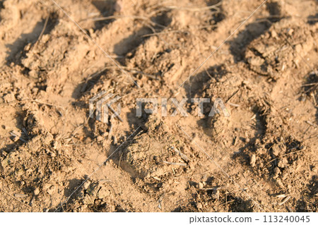 The traces of a tractor after harvesting flax The traces of a tractor after harvesting flax 113240045