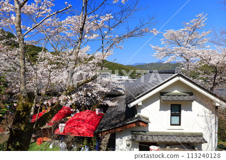 [Kochi Prefecture] Cherry blossom viewing tower and cherry blossoms in full bloom at Makino Park on a clear day 113240128