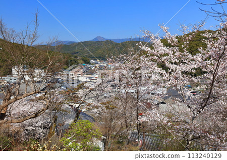 [Kochi Prefecture] Cherry blossoms in full bloom at Makino Park on a clear day 113240129