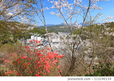 [高知縣] 晴朗的日子，牧野公園櫻花盛開 113240134