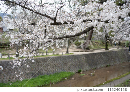 Shukugawa Park, Kurakuen Cherry Blossoms, Nishinomiya City, Hyogo Prefecture Shukugawa Park, Kurakuen Cherry Blossoms, Nishinomiya City, Hyogo Prefecture 113240138