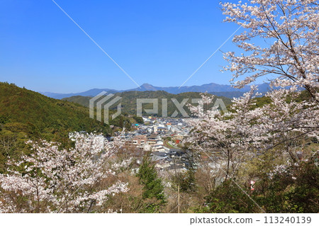[Kochi Prefecture] Cherry blossoms in full bloom at Makino Park on a clear day 113240139
