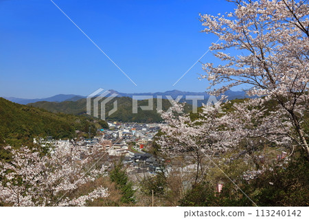 [高知縣] 晴朗的日子，牧野公園櫻花盛開 113240142