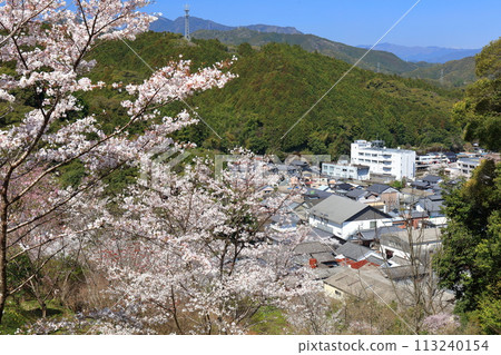 [高知縣] 晴朗的日子，牧野公園櫻花盛開 113240154