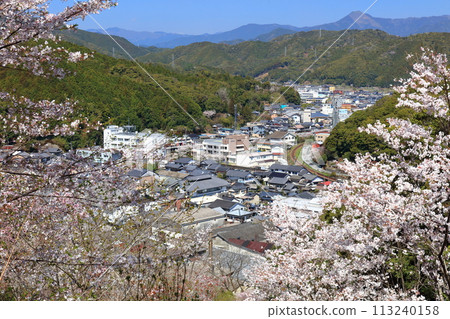 [Kochi Prefecture] Cherry blossoms in full bloom at Makino Park on a clear day 113240158
