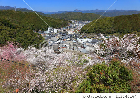 [Kochi Prefecture] Cherry blossoms in full bloom at Makino Park on a clear day (Monomiiwa) 113240164