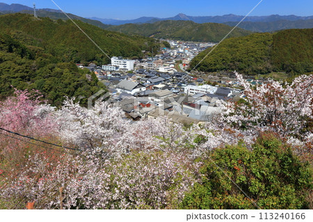 [高知縣] 晴朗的日子，牧野公園的櫻花盛開（物岩） 113240166