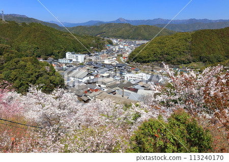 [Kochi Prefecture] Cherry blossoms in full bloom at Makino Park on a clear day (Monomiiwa) 113240170