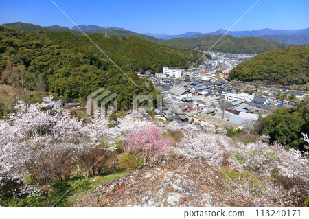 [Kochi Prefecture] Cherry blossoms in full bloom at Makino Park on a clear day (Monomiiwa) 113240171