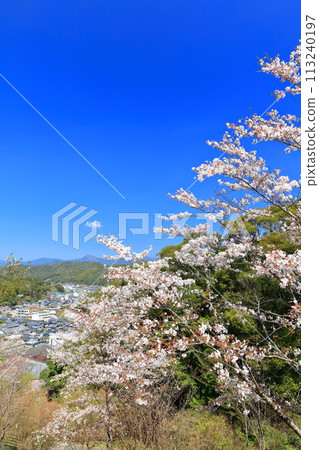 [高知縣] 晴朗的日子，牧野公園櫻花盛開 113240197