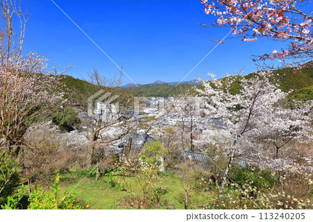 [Kochi Prefecture] Cherry blossoms in full bloom at Makino Park on a clear day 113240205