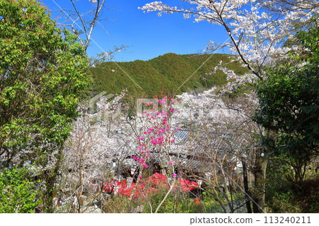 [Kochi Prefecture] Cherry blossoms in full bloom at Makino Park on a clear day 113240211