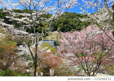 [Kochi Prefecture] Cherry blossoms in full bloom at Makino Park on a clear day 113240212