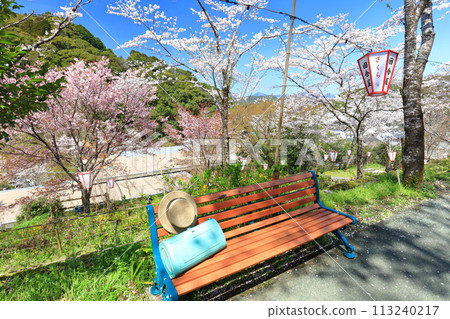 [高知縣] 牧野公園的長椅，陽光燦爛的日子，櫻花盛開 113240217