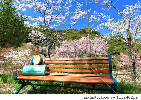 [高知縣] 牧野公園的長椅，陽光燦爛的日子，櫻花盛開 113240219