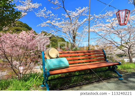 [Kochi Prefecture] Benches and cherry blossoms in full bloom at Makino Park on a clear day 113240221