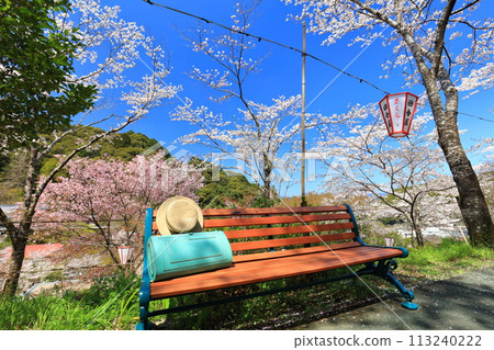 [高知縣] 牧野公園的長椅，陽光燦爛的日子，櫻花盛開 113240222