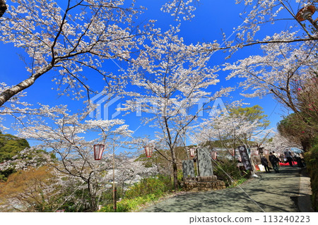 [高知縣] 晴朗的日子，牧野公園櫻花盛開 113240223