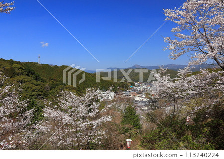 [高知縣] 晴朗的日子，牧野公園櫻花盛開 113240224