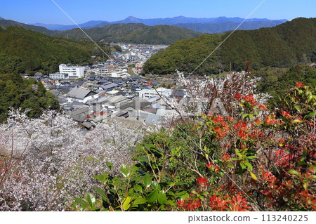 [高知縣] 晴朗的日子，牧野公園櫻花盛開 113240225