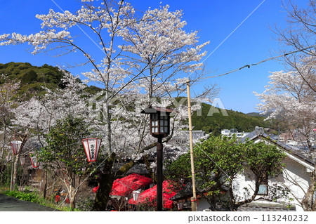 [Kochi Prefecture] Cherry blossom viewing tower and cherry blossoms in full bloom at Makino Park on a clear day 113240232