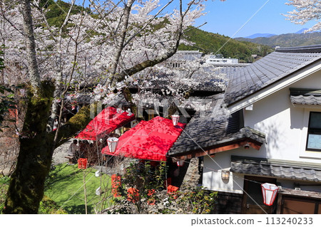 [高知縣] 在晴朗的日子裡，牧野公園的櫻花展望塔和櫻花盛開 113240233