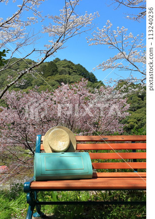 [Kochi Prefecture] Benches and cherry blossoms in full bloom at Makino Park on a clear day 113240236