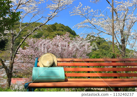 [Kochi Prefecture] Benches and cherry blossoms in full bloom at Makino Park on a clear day 113240237