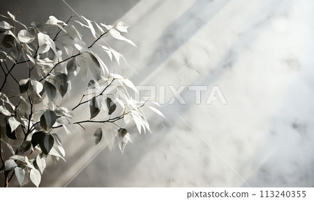 A plant near the wall on which light falls from the window. A plant near the wall on which light falls from the window. 113240355