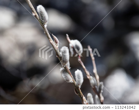 Flower spikes (male flowers) of Willow willow in the Salicaceae family in Kashimo Otome Valley 113241042