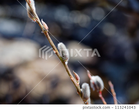 Flower spikes (male flowers) of Willow willow in the Salicaceae family in Kashimo Otome Valley 113241043