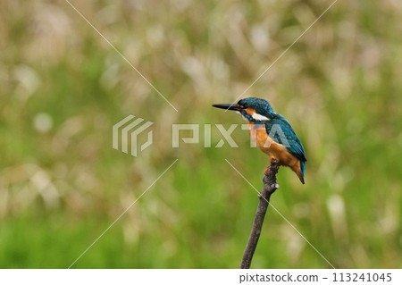 Kingfisher 113241045
