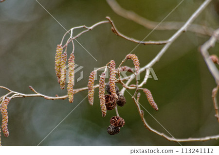 Waterside tree Male flower panicle of Alder, Birchaceae 113241112