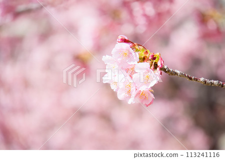 舊中川交流橋周圍的河津櫻花 113241116