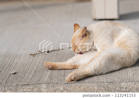 A relaxing cat 113241153