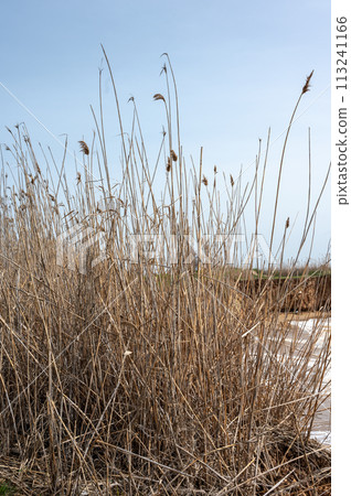 Wild beach in the village of Fontanka, Odessa region, Ukraine Wild beach in the village of Fontanka, Odessa region, Ukraine 113241166
