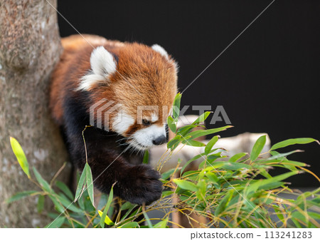 A red panda relaxing on a tree A red panda relaxing on a tree 113241283