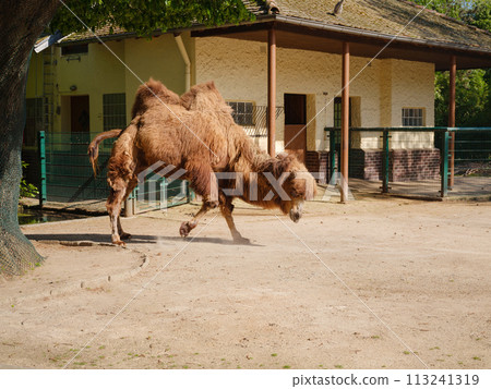 The Bactrian camel eating, Camelus bactrianus, large, even-toed ungulate native to the steppes of Central Asia. walk in Frankfurt Zoological garden, founded in 1858 and second oldest zoo in Germany 113241319