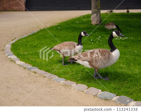 A family of Canada Geese grazing grass in city Frankfurt am Main, on bank of river in Frankfurt, spring time A family of Canada Geese grazing grass in city Frankfurt am Main, on bank of river in Frankfurt, spring time 113241338
