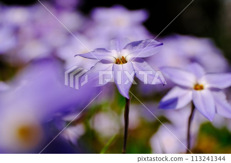 Hana flower flower Hana flower flower 113241344