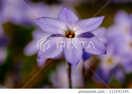 Hana flower flower Hana flower flower 113241345