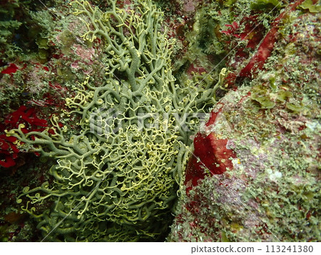 A green flying cranes that live on rocky areas of the sea A green flying cranes that live on rocky areas of the sea 113241380