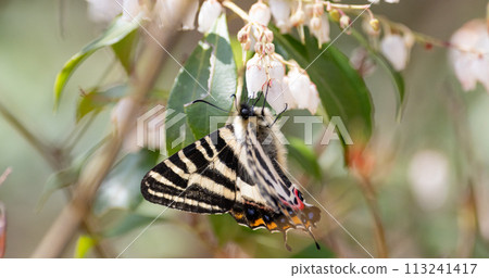 A Gifu butterfly sucking nectar from an Asebi flower A Gifu butterfly sucking nectar from an Asebi flower 113241417