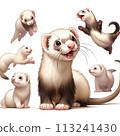 ferret 113241430