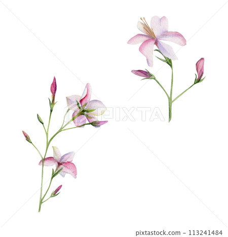 Hand drawn watercolor illustration botanical. Clematis cleome spider anemone lobelia impatiens jasmine, orange flower. Single object isolated on white. Design wedding, love cards, bride bouquet, shop 113241484