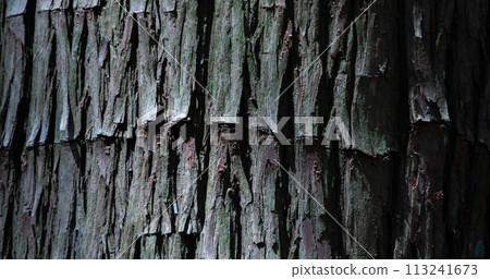 雪松木表面 113241673