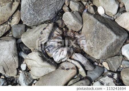 Remains of a compass jelly fish stranded on stony beach 113241694